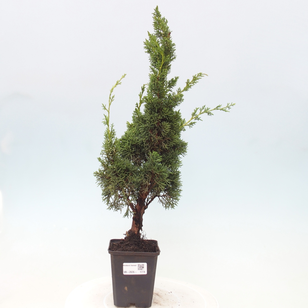 Bonsaï d'extérieur - Juniperus chinensis Kishu