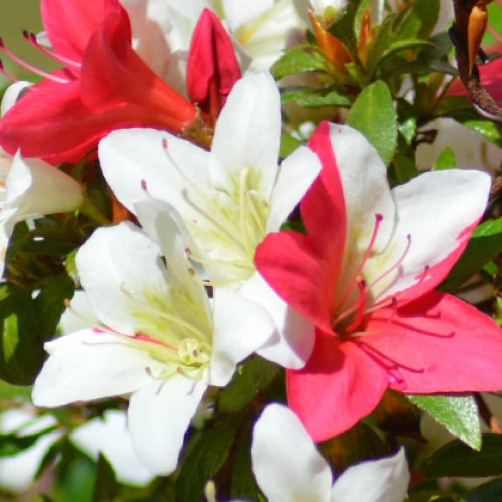 Bonsaï d'extérieur - Azalée japonaise - Azalée CHIHIRO