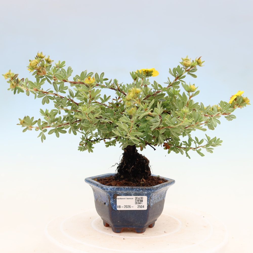 Bonsaï d'extérieur - Potentila fruticosa