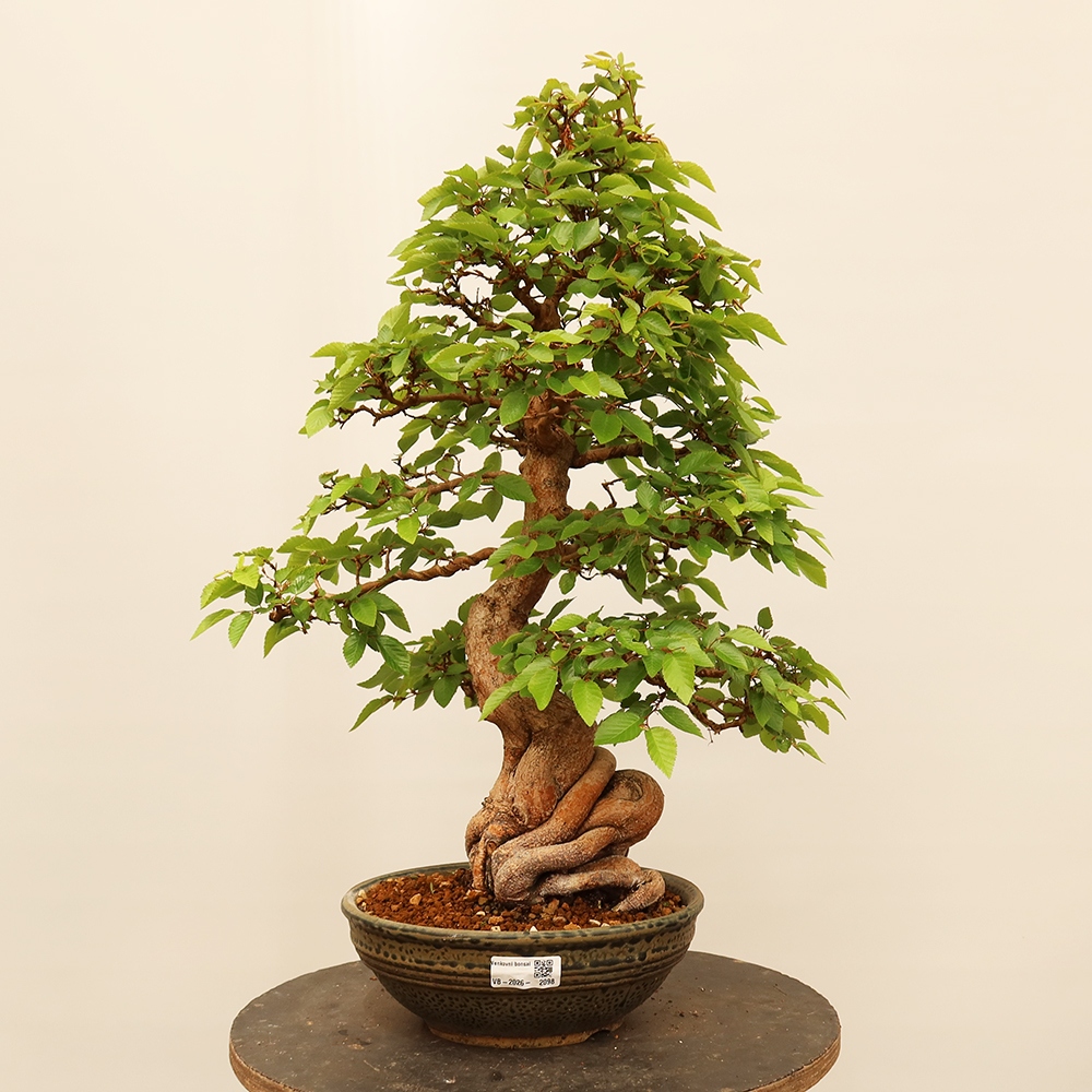 Bonsaï d'extérieur -Carpinus Coreana - Charme de Corée
