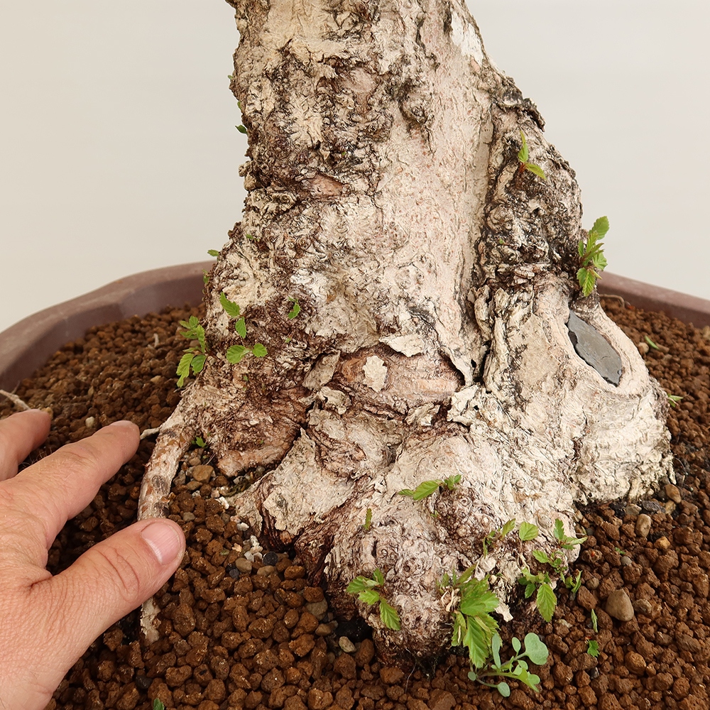 Bonsaï d'extérieur -Carpinus Coreana - Charme de Corée