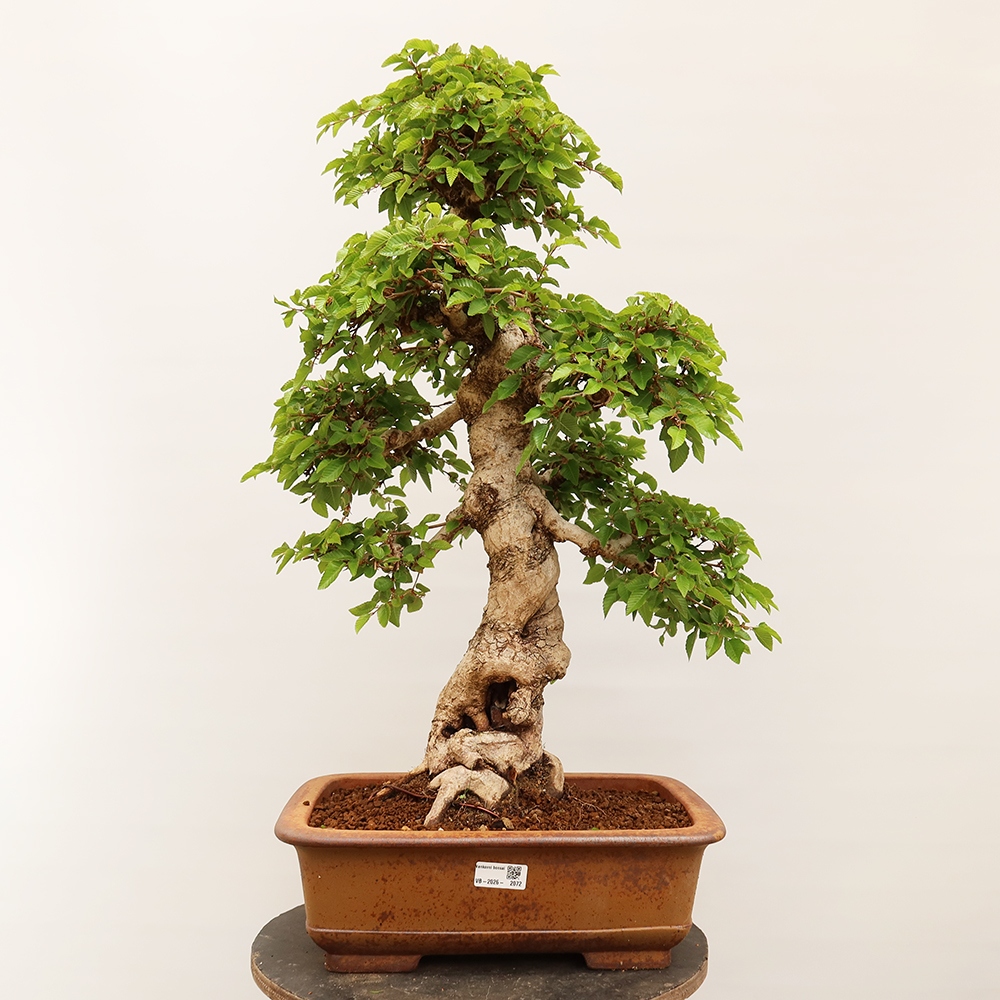 Bonsaï d'extérieur -Carpinus Coreana - Charme de Corée