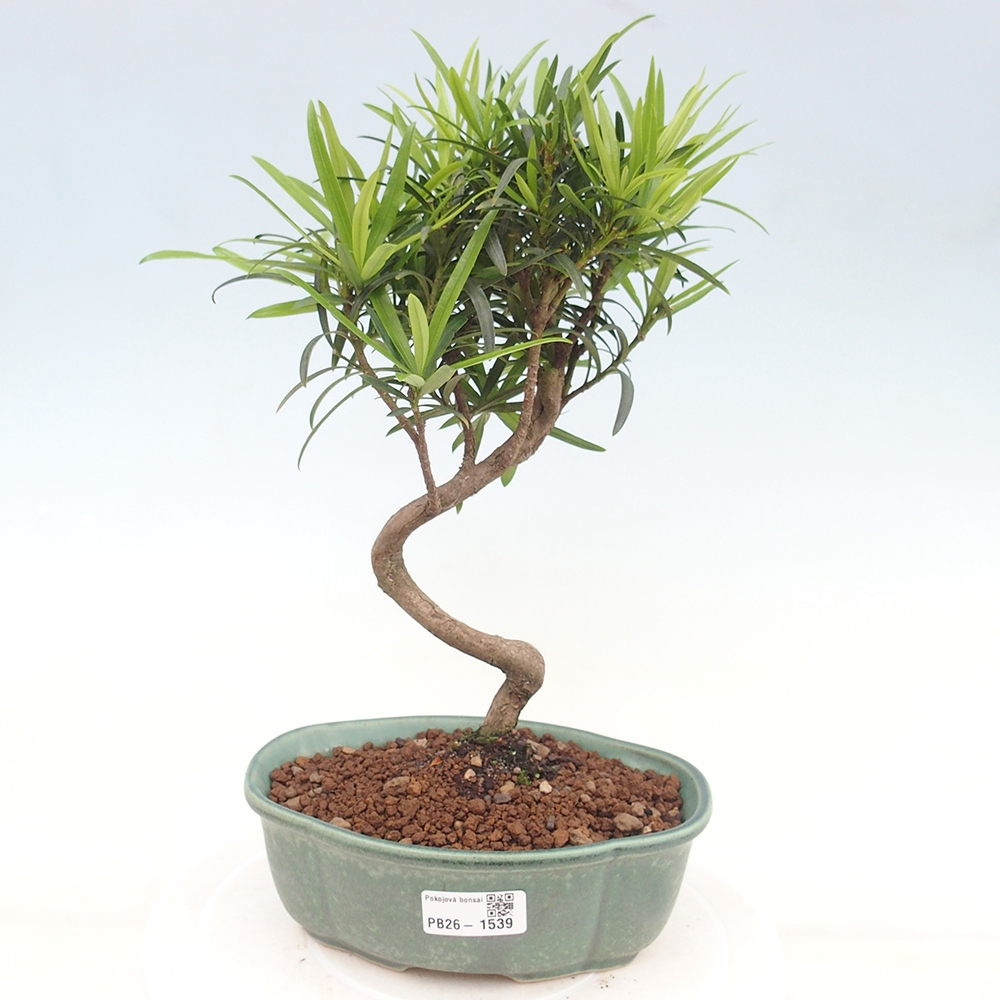 Salle bonsaï - Podocarpus - If en pierre