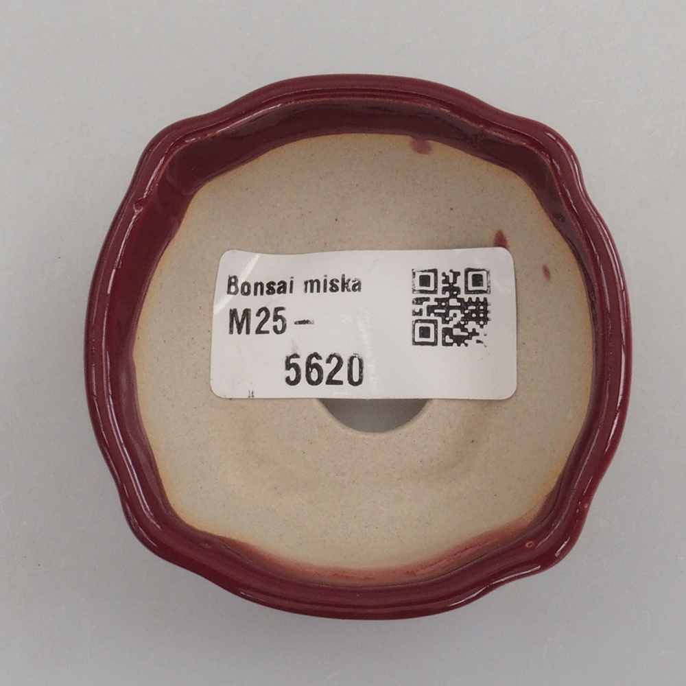 Mini bol bonsaï 6 x 6 x 2,5 cm, bordeaux