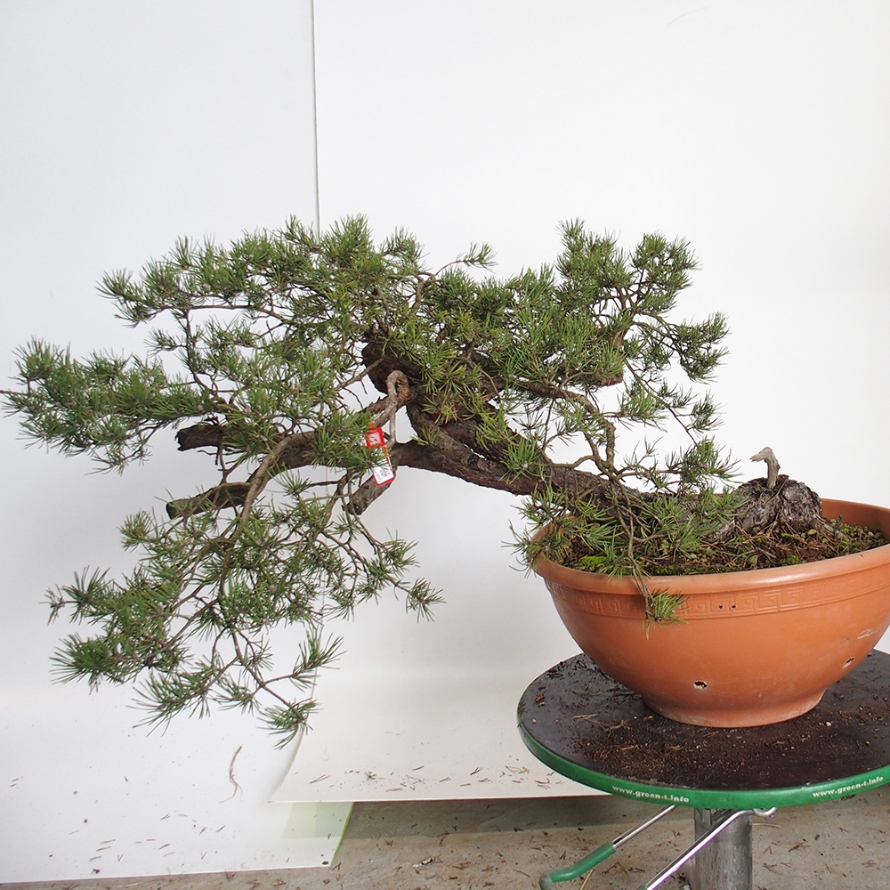 Yamadori - Pinus sylvestris Espagne