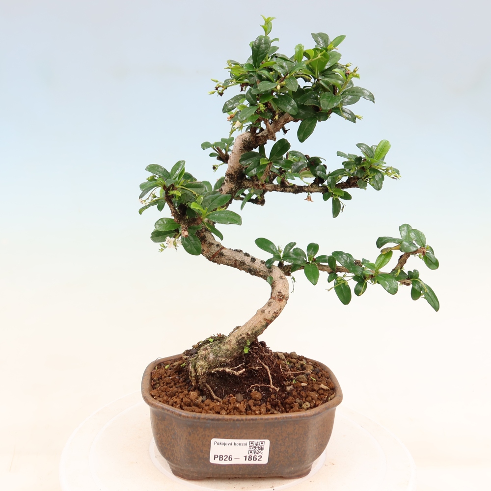 Bonsaï de chambre - Carmona macrophylla - Tea fuki