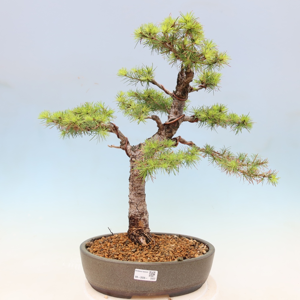 Bonsaï d'extérieur -Larix decidua - Mélèze