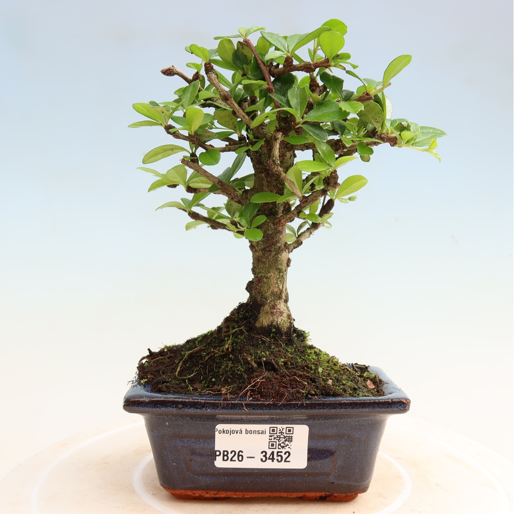 Bonsaï de chambre - Carmona macrophylla - Tea fuki