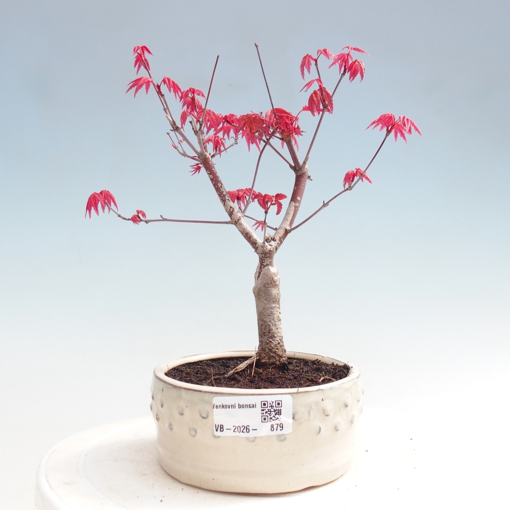 Bonsaï d'extérieur - Acer palmatum DESHOJO