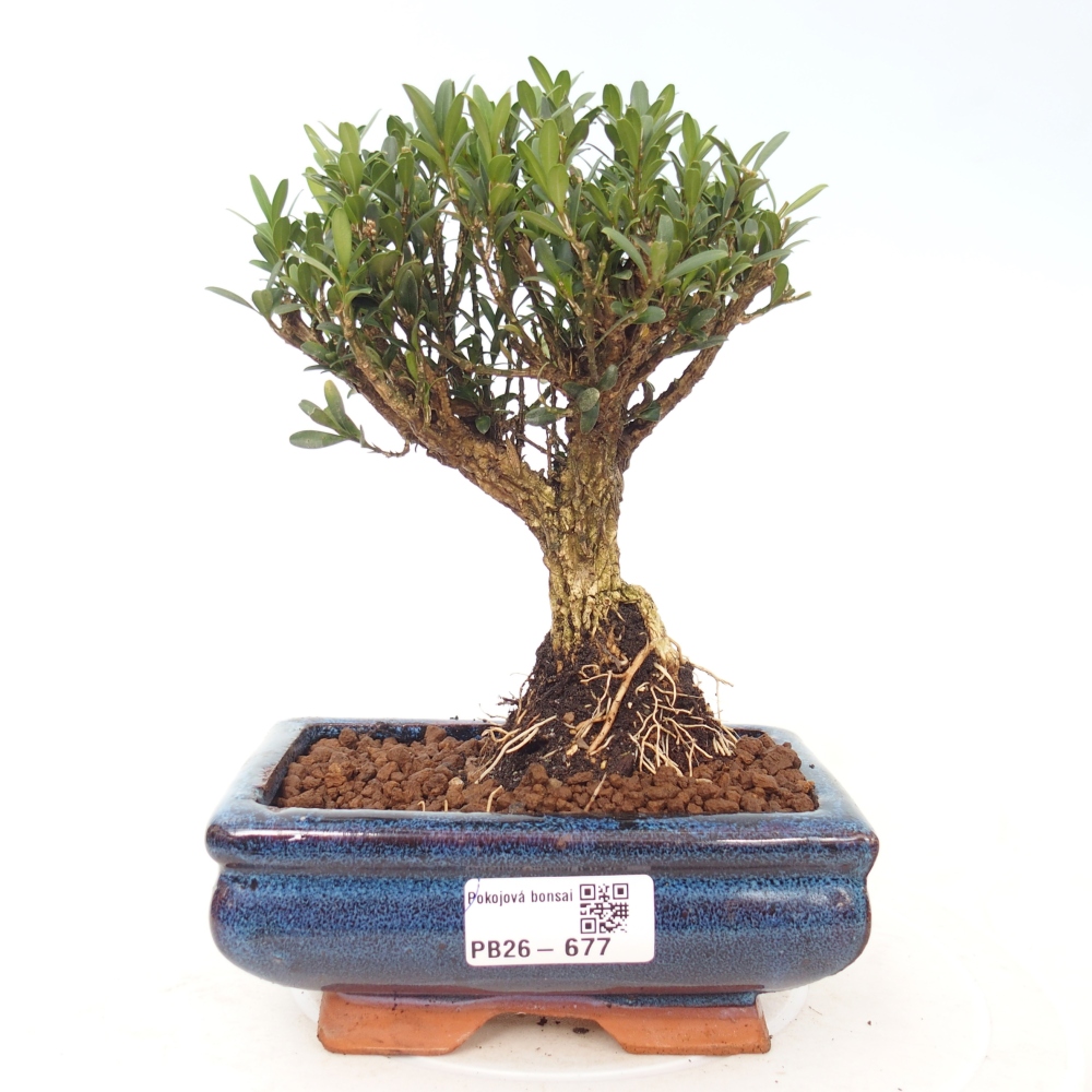 Bonsaï de chambre - Buxus harlandii - buxus liège