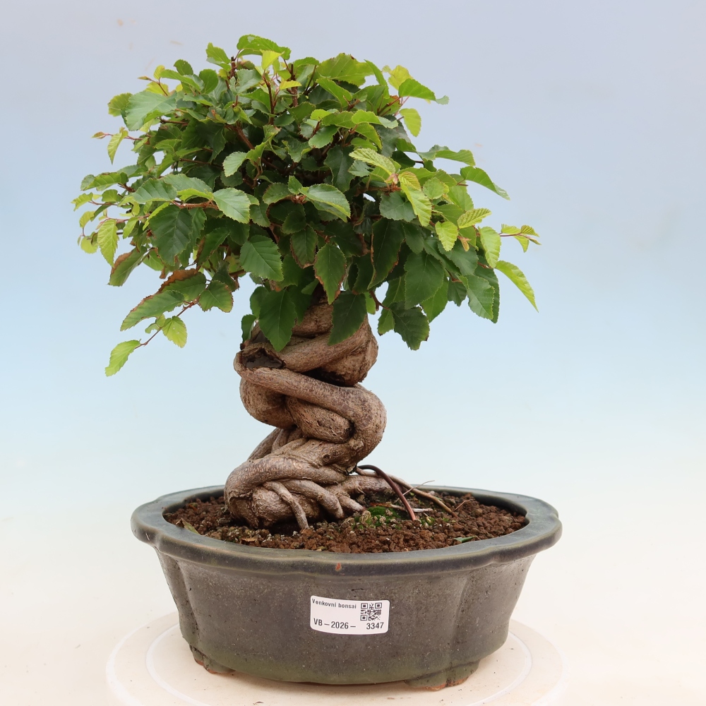 Bonsaï d'extérieur -Carpinus Coreana - Charme de Corée