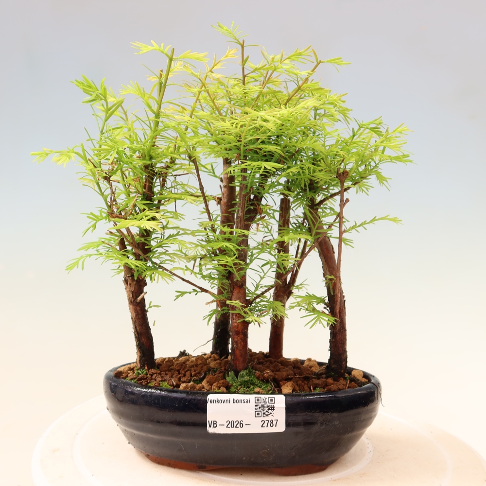 Bonsaï d'extérieur - Metasequoia glyptostroboides - Métaséquoia de Chine - petit bosquet