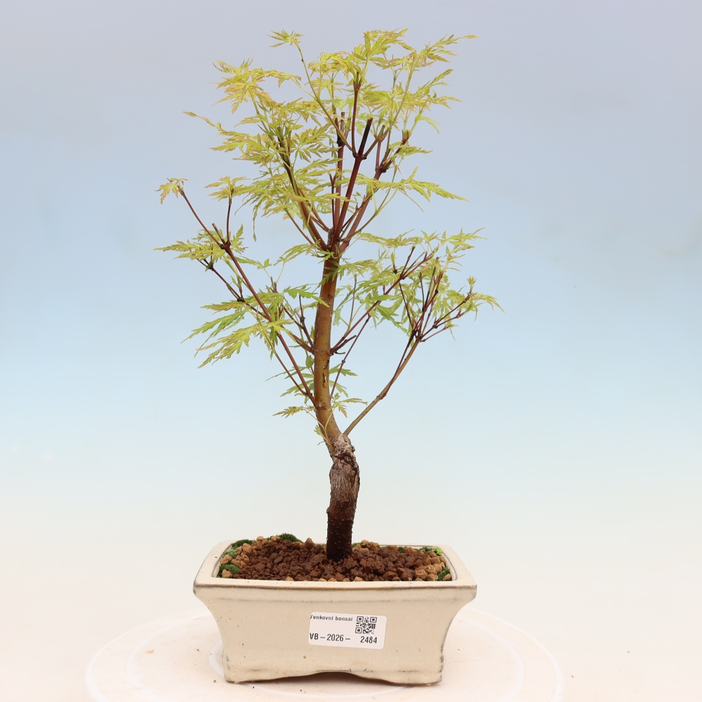 Bonsaï d'extérieur - Acer palmatum Dissectum