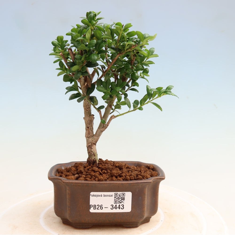 Bonsaï de chambre - Ilex crenata - Houx