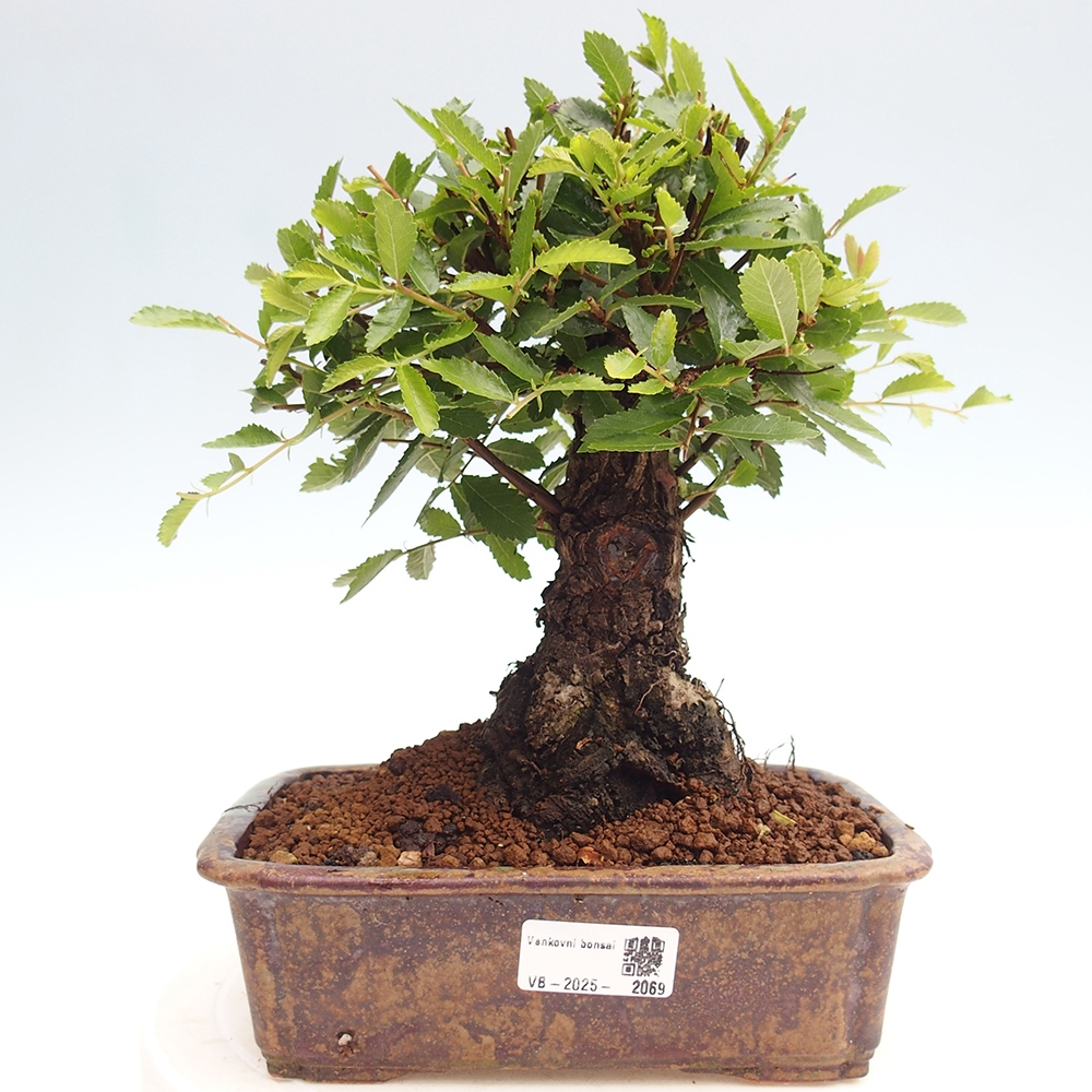 Bonsaï d'extérieur - Zelkova - Zelkova NIRE
