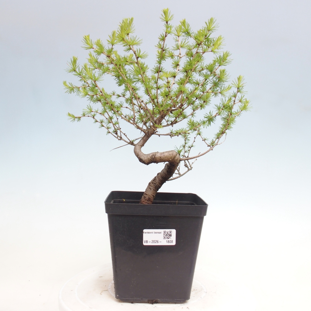 Bonsaï d'extérieur -Larix decidua - Mélèze