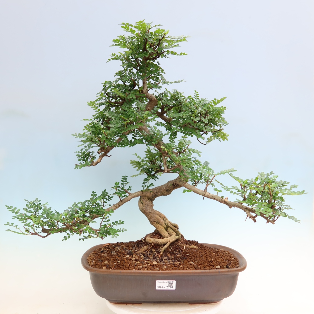 Salle bonsaï - Zantoxylum piperitum - arbre à poivre