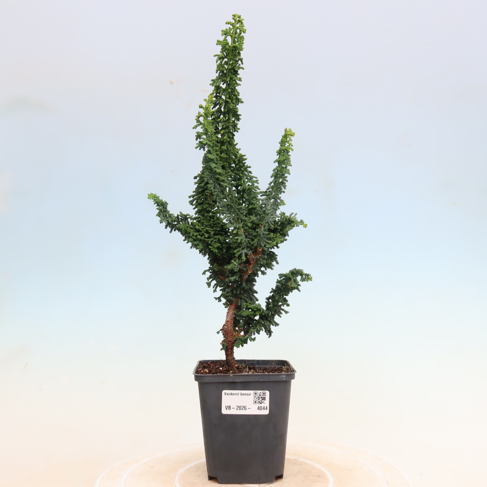 Bonsaï d'extérieur - Cham. obtusa SEKKA HINOKI - Cyprès