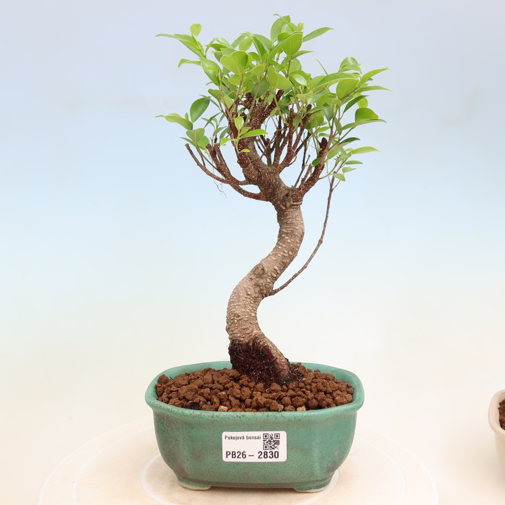Salle bonsaï - Ficus kimmen - ficus à petites feuilles