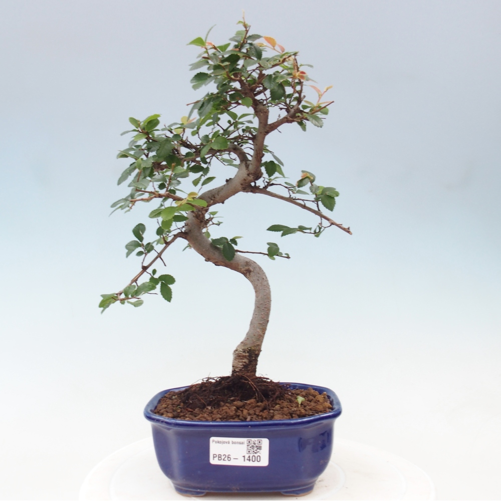 Bonsaï de chambre - Ulmus parvifolia - Orme à petites feuilles