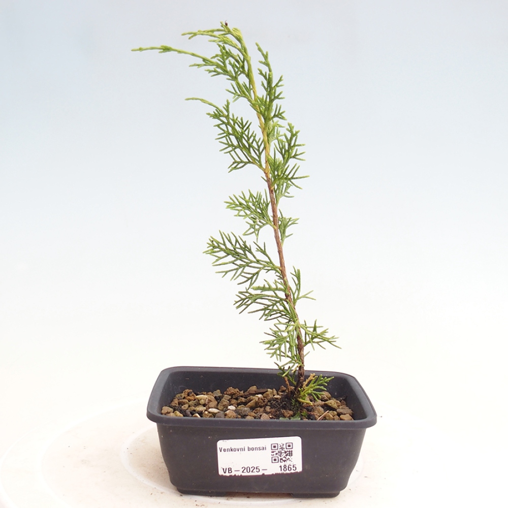 Bonsaï d'extérieur - Juniperus chinensis Itoigawa