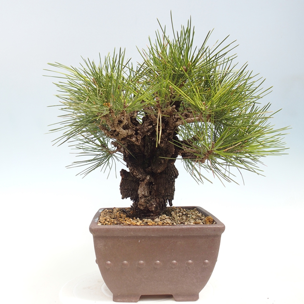 Bonsaï d'extérieur - Pinus thunbergii - Pin de Thunberg