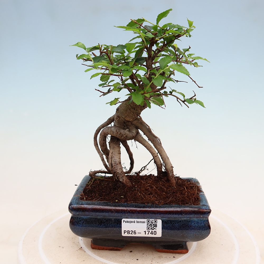 Bonsaï de chambre - Ulmus parvifolia - Orme à petites feuilles