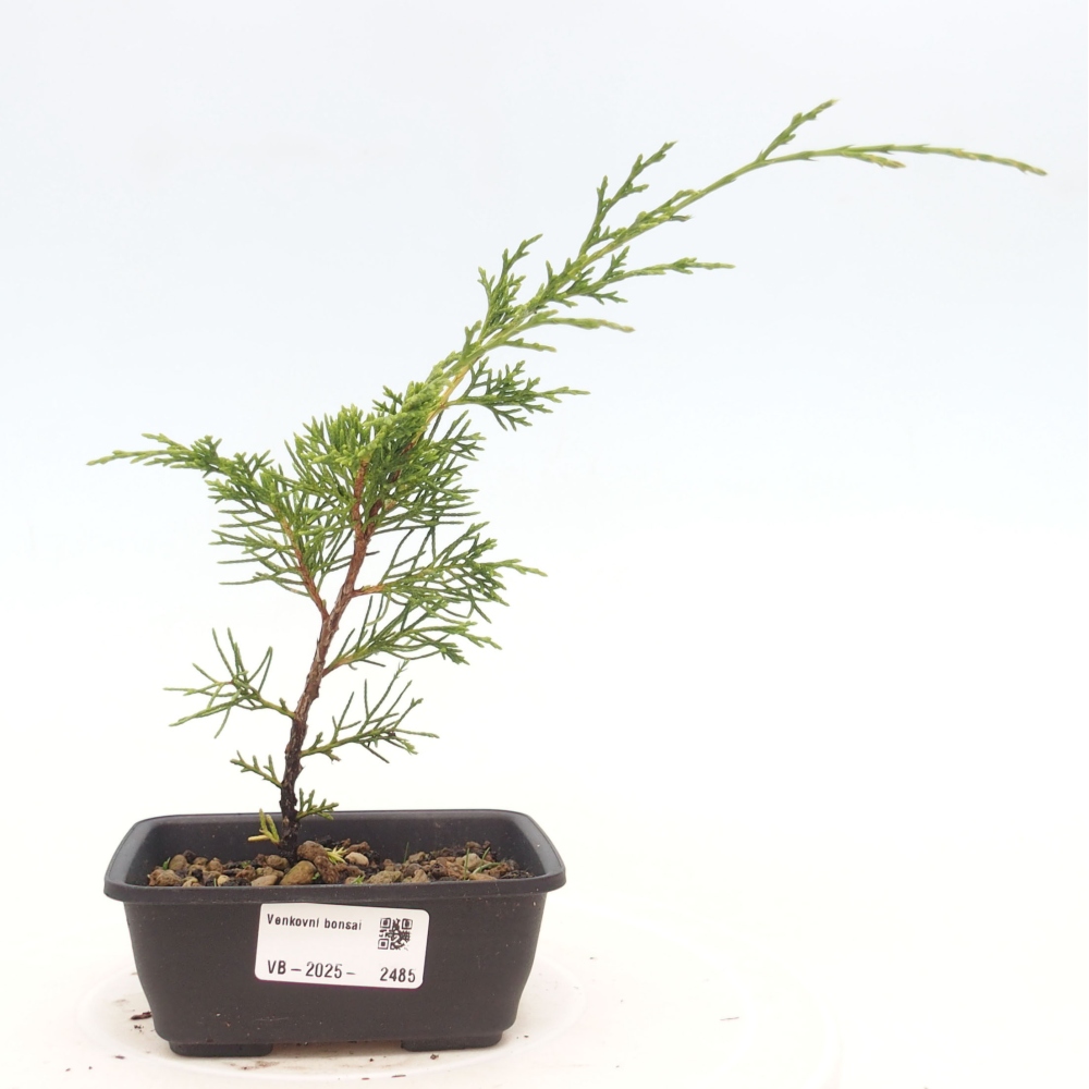 Bonsaï d'extérieur - Juniperus chinensis Itoigawa