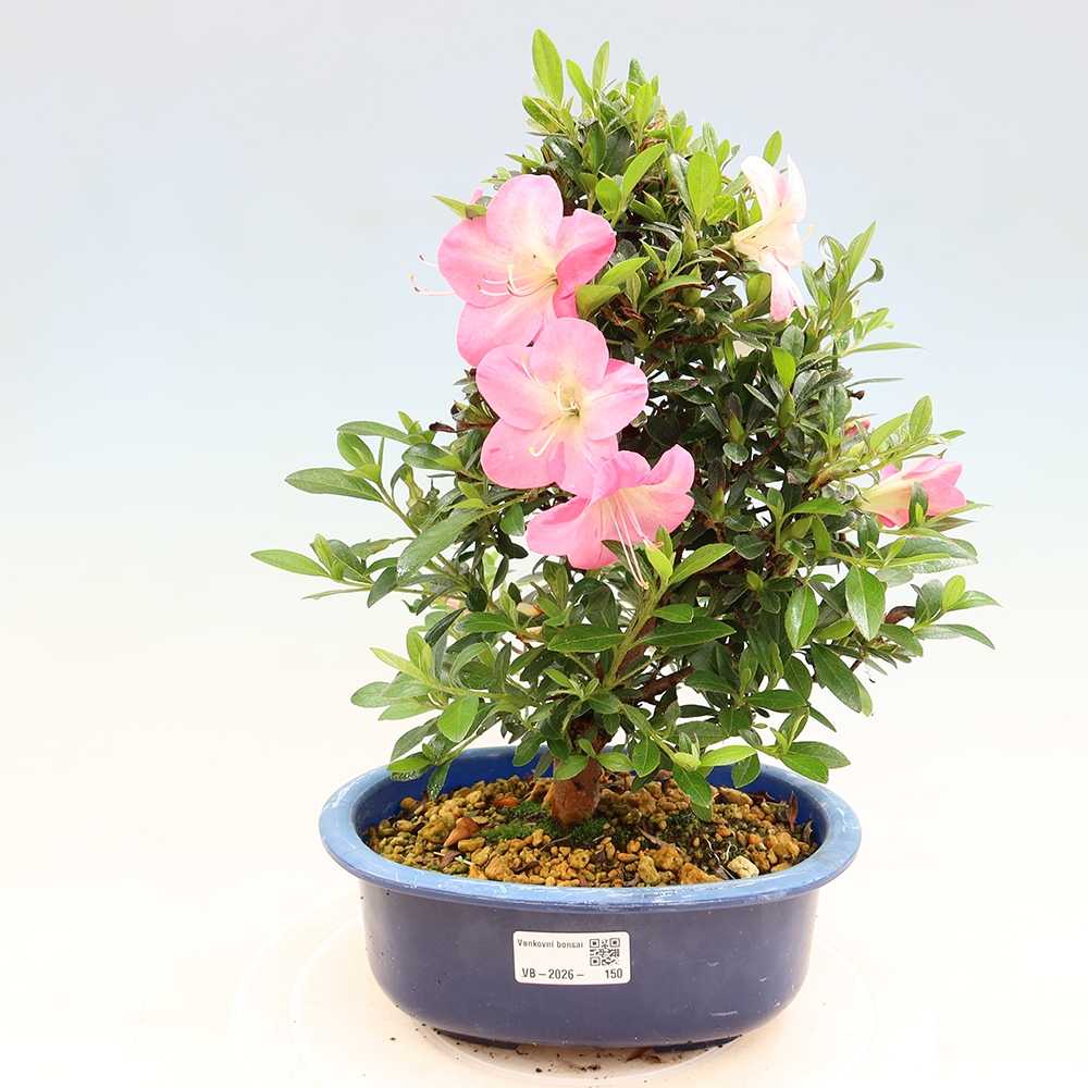 Bonsaï d'extérieur - Azalée japonaise - Azalea Santoka