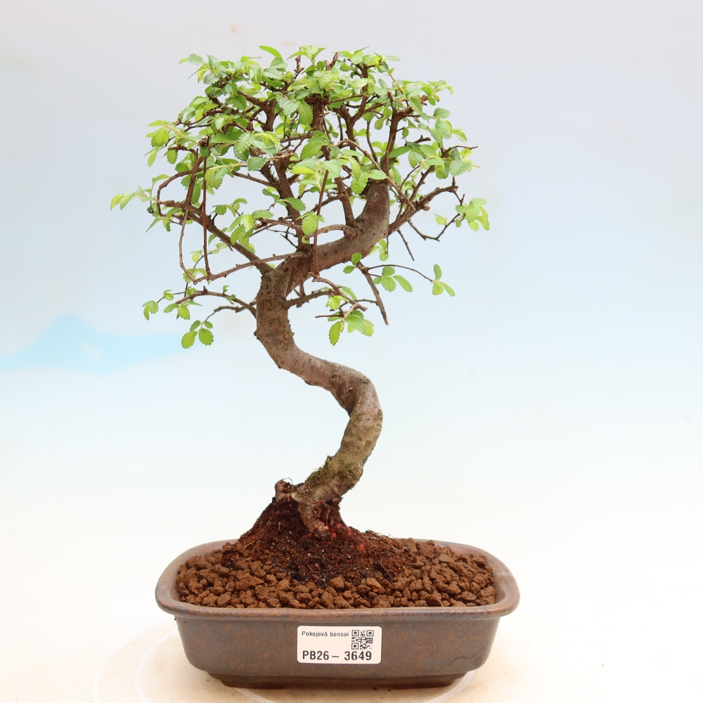 Bonsaï de chambre - Ulmus parvifolia - Orme à petites feuilles