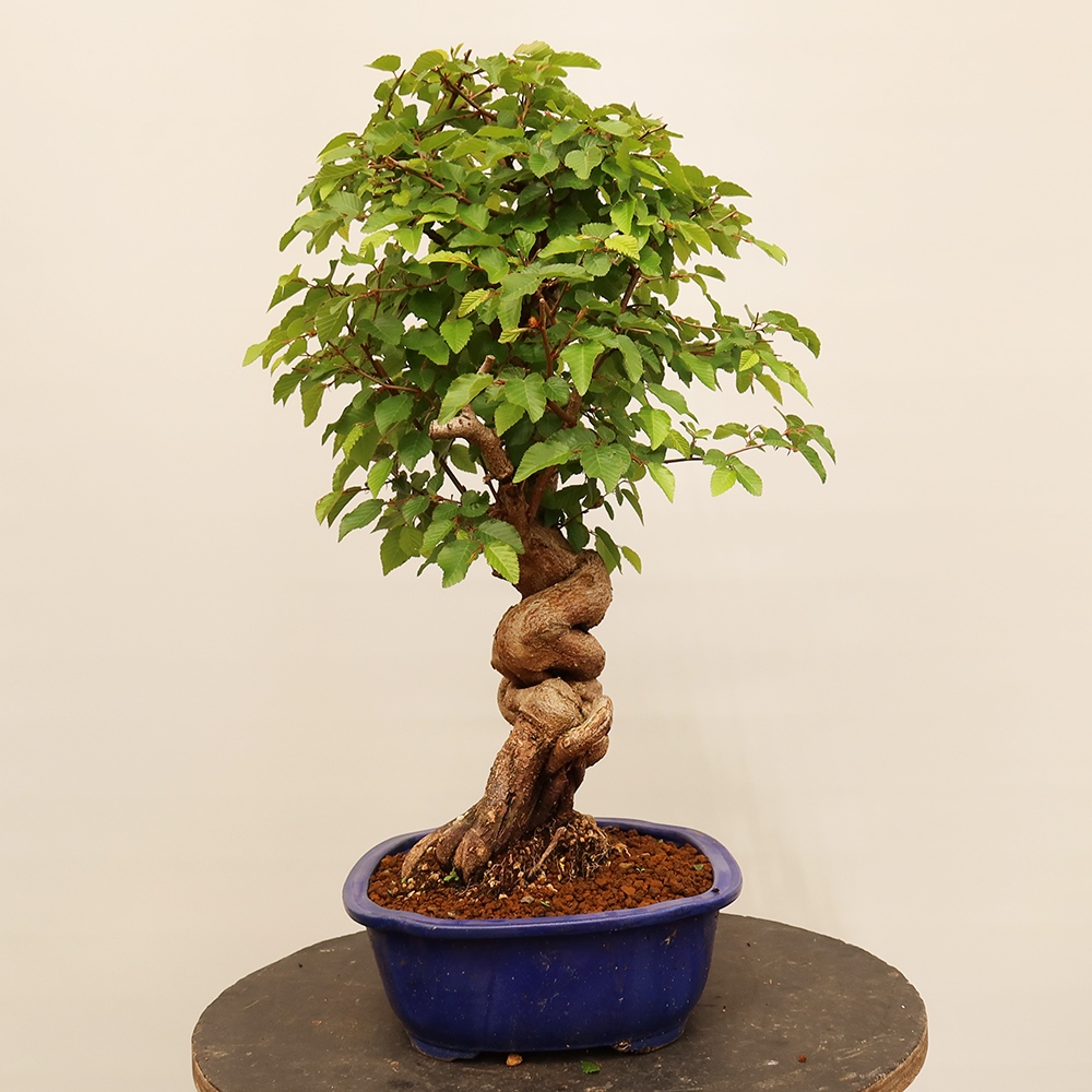 Bonsaï d'extérieur -Carpinus Coreana - Charme de Corée