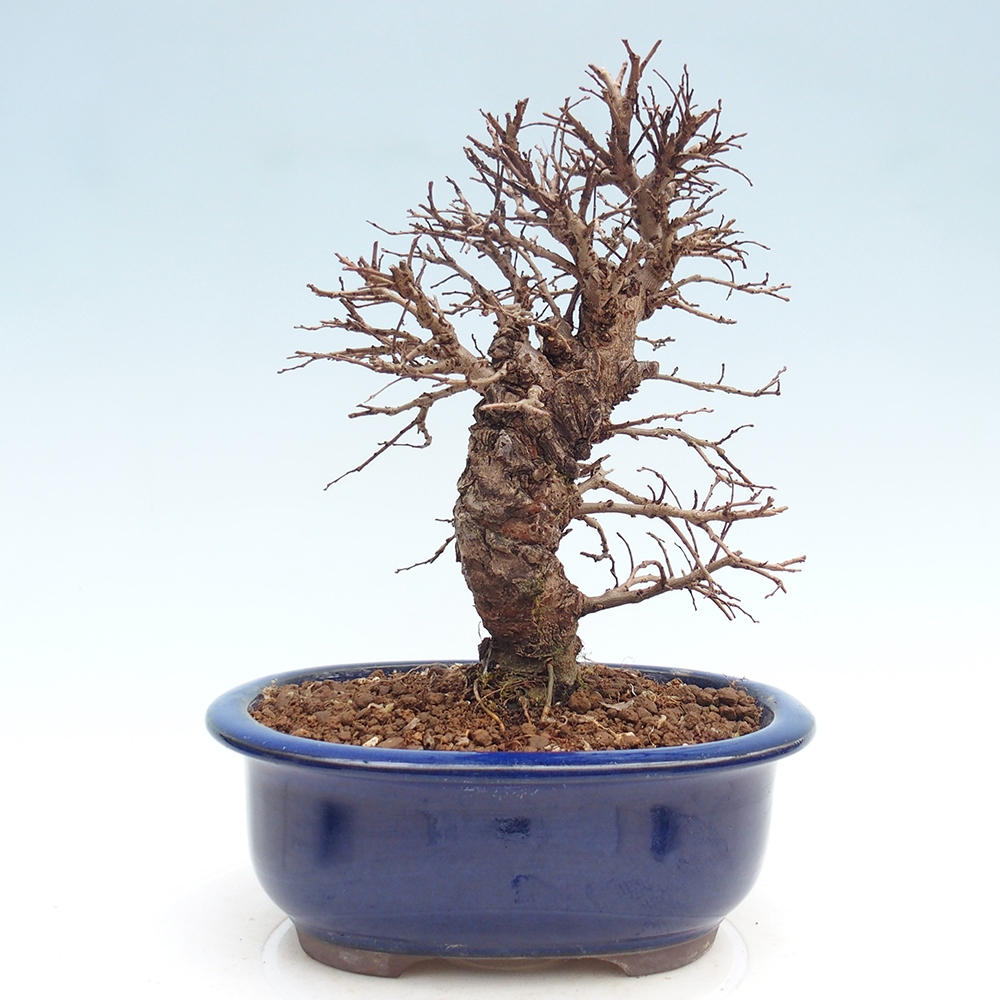 Bonsaï d'extérieur - Zelkova - Zelkova NIRE