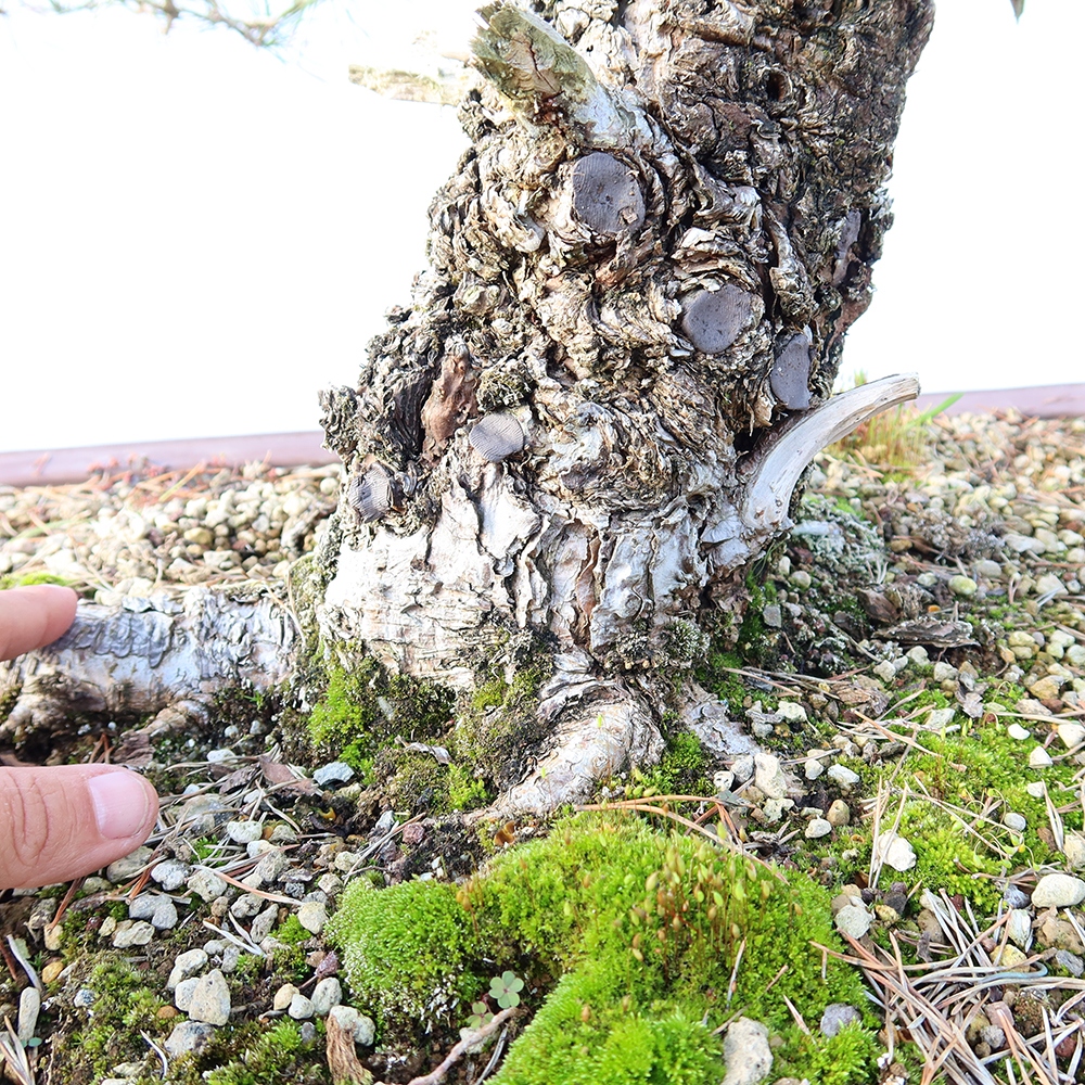 Pinus sylvestris Espagne - pin sylvestre