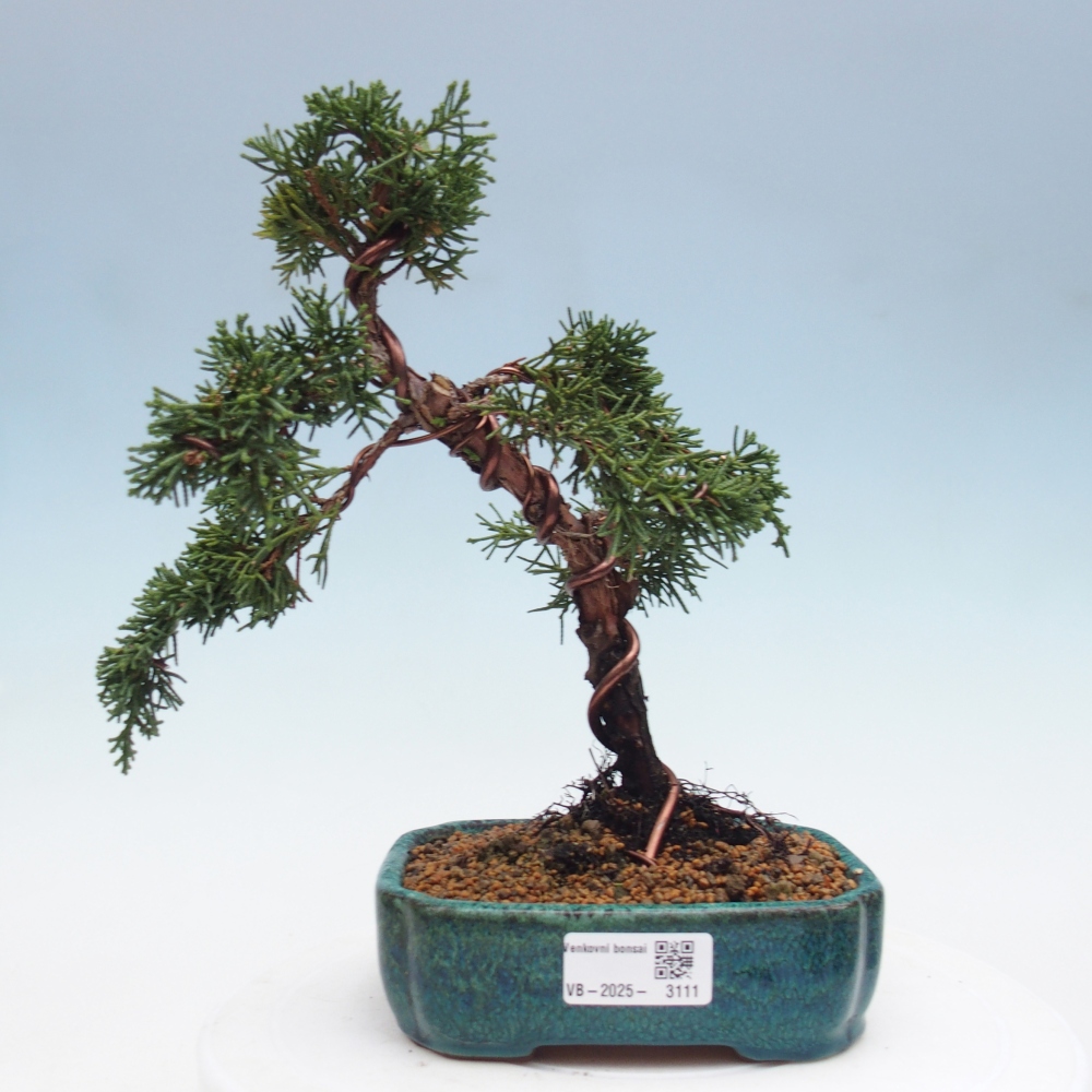 Bonsaï d'extérieur - Juniperus chinensis Kishu