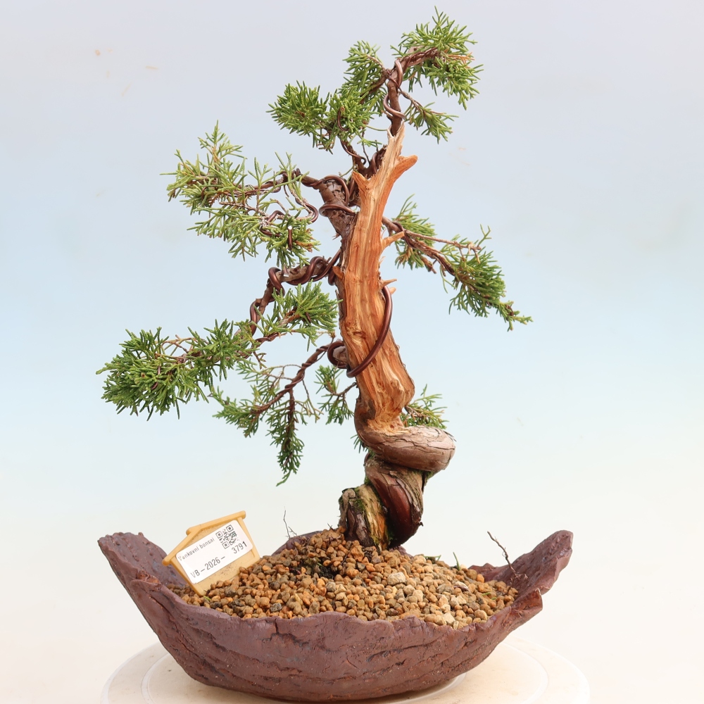 Bonsaï d'extérieur - Juniperus chinensis Itoigawa-Juniperus chinensis