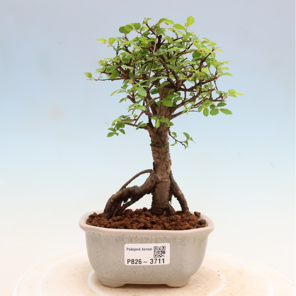 Bonsaï de chambre - Ulmus parvifolia - Orme à petites feuilles