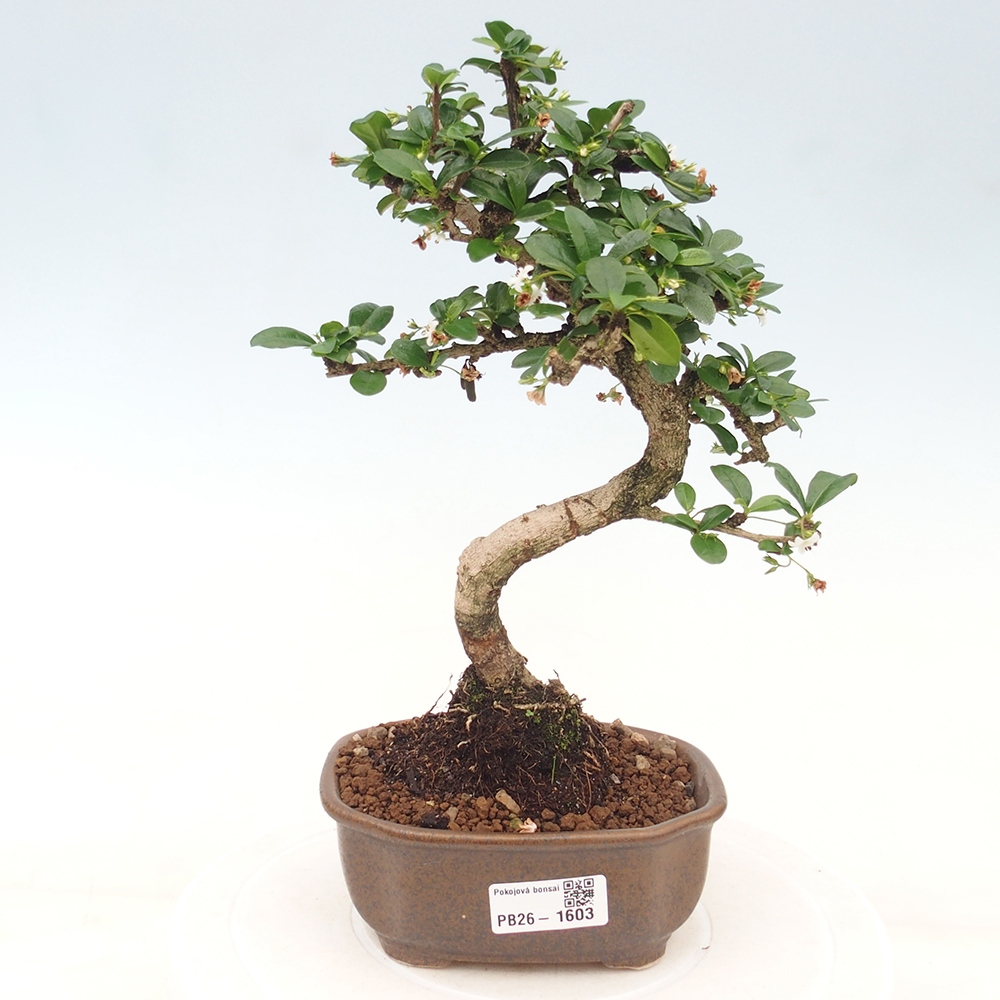 Bonsaï de chambre - Carmona macrophylla - Tea fuki