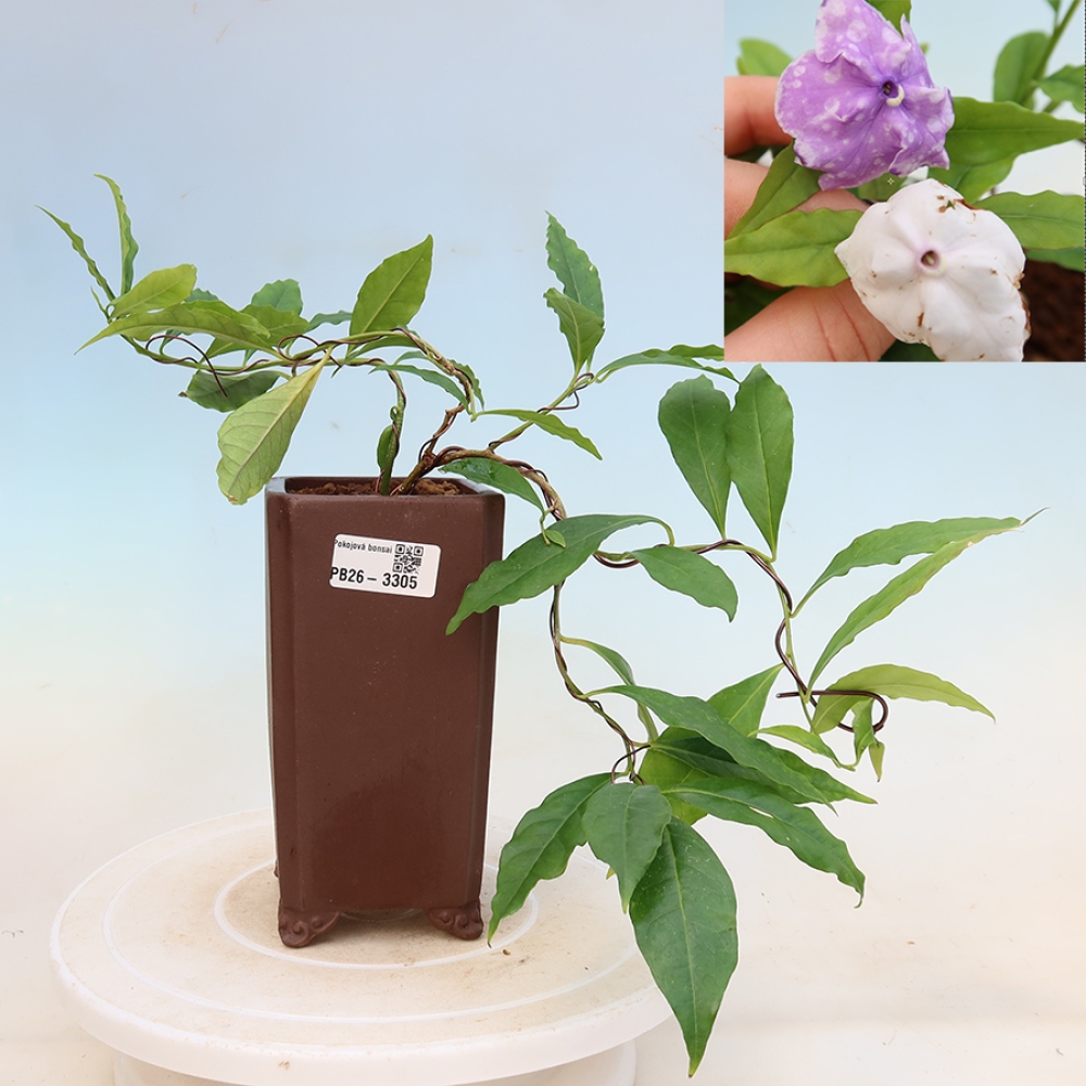 Bonsaï d'intérieur - Plante de jasmin « Costa » - Brunfelsia