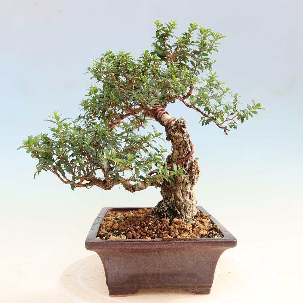 Bonsaï de chambre - Myrtus communis - Myrte