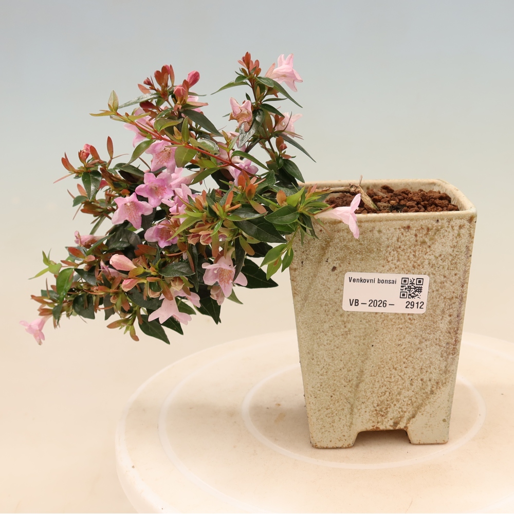 Bonsaï d'extérieur - Abelia Edward Goucher - Abélia à grandes fleurs