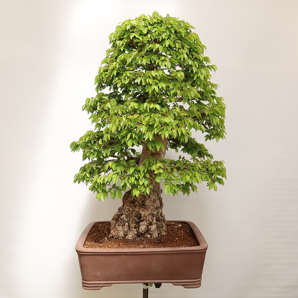 Bonsaï d'extérieur -Carpinus Coreana - Charme de Corée
