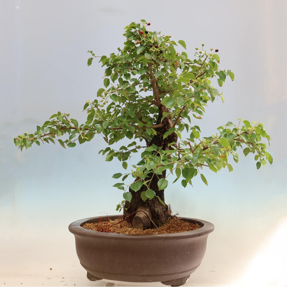 Bonsaï d'extérieur - Mahalebka - Prunus mahaleb