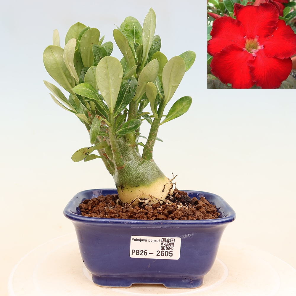 Bonsaï d'intérieur - Adenium obesum Red Star - Rose du désert