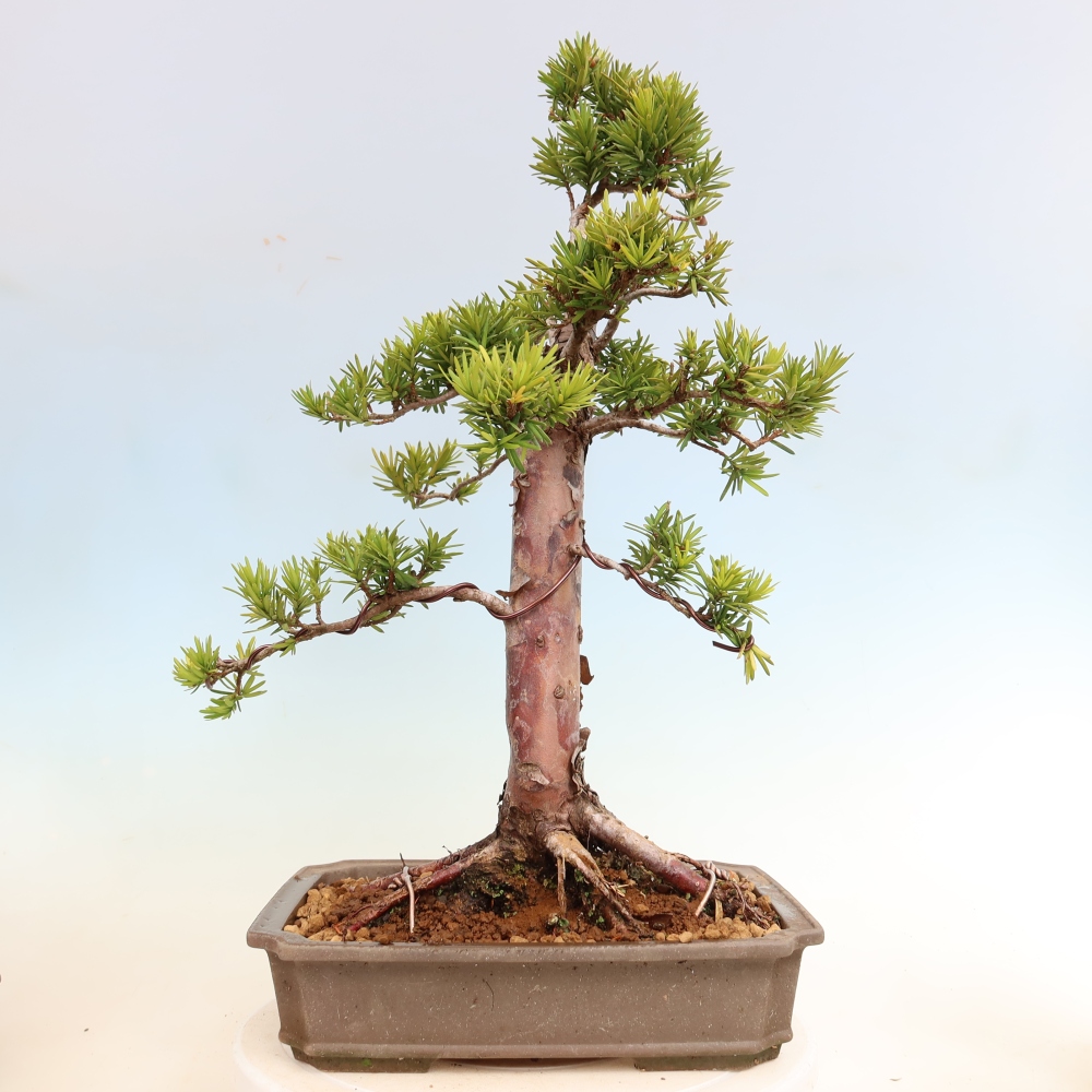 Bonsaï d'extérieur - Taxus cuspidata - If japonais