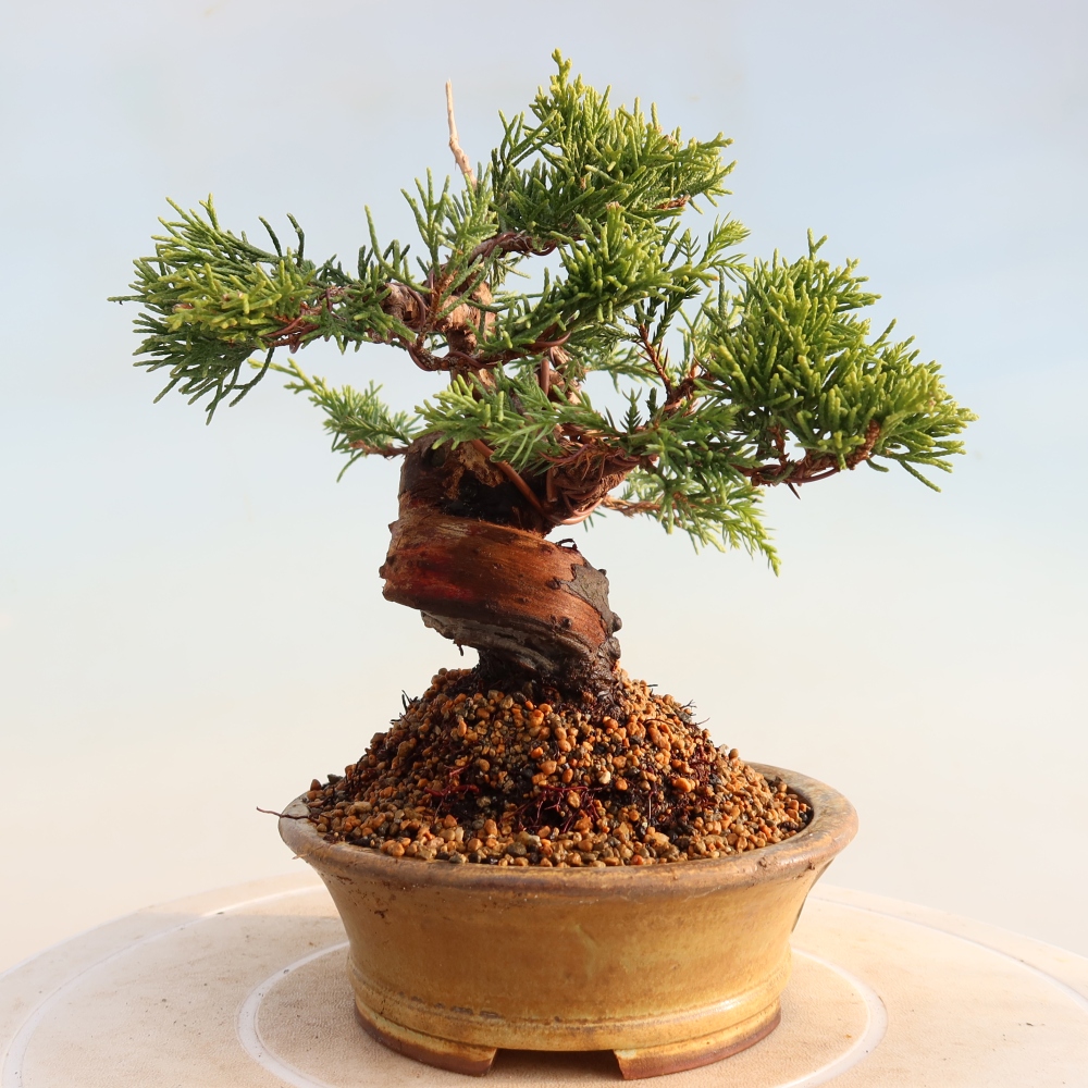 Bonsaï d'extérieur - Juniperus chinensis Itoigawa