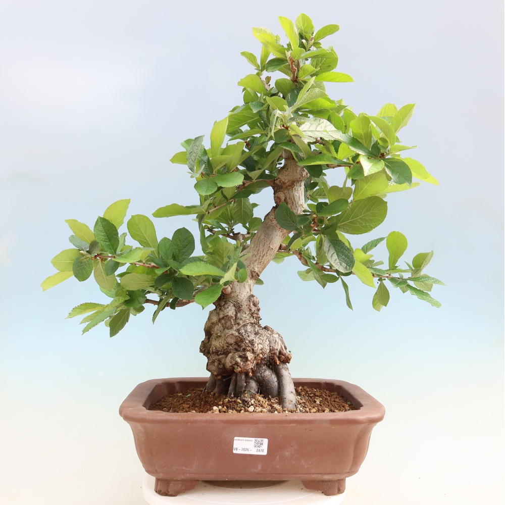 Bonsaï d'extérieur - Photinia villosa