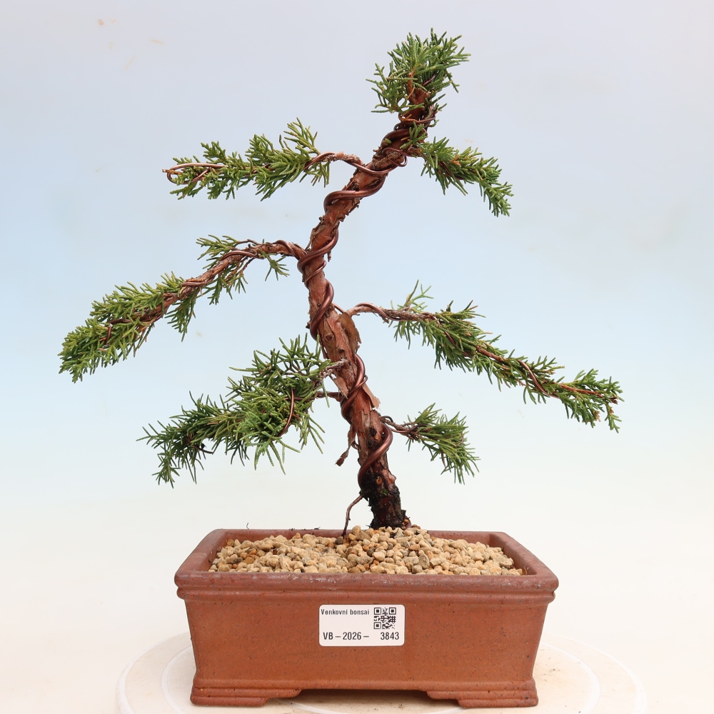 Bonsaï d'extérieur - Juniperus chinensis Kishu