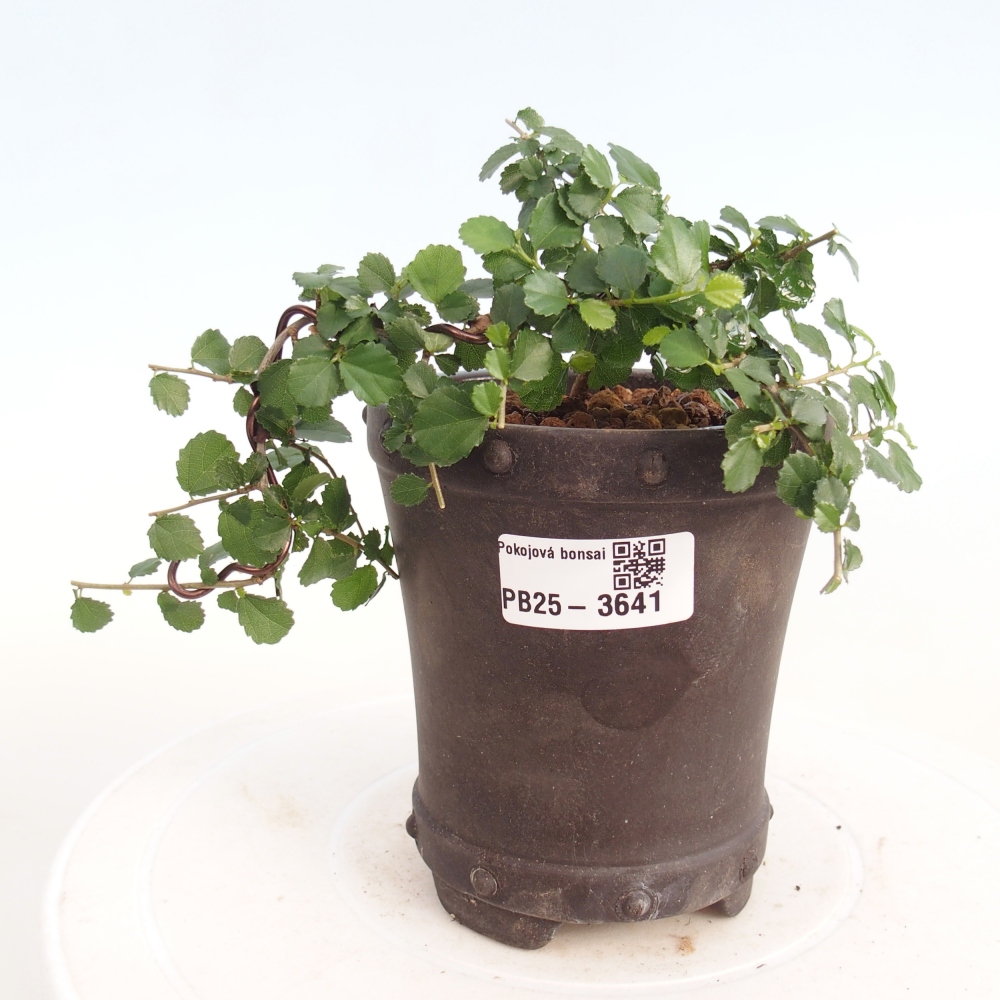 Bonsaï de chambre - Grewia sp. - Grewia malafolia