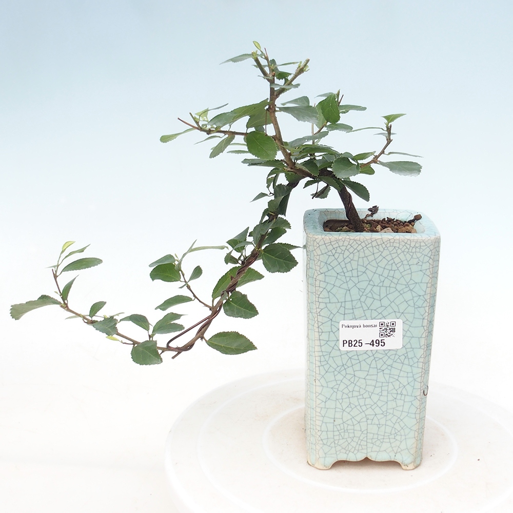 Bonsaï d'intérieur - Grewia occidentalis - Etoile de mer lavande