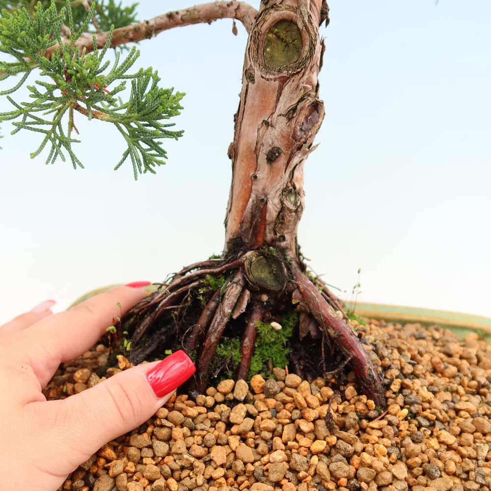 Bonsaï d'extérieur - Juniperus chinensis Kishu